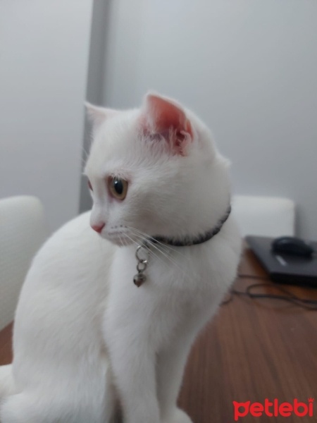 Scottish Fold, Kedi  HERA fotoğrafı