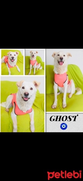 Samoyed, Köpek  Ghost fotoğrafı