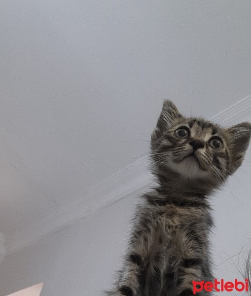 Tekir Kedi, Kedi  liet fotoğrafı