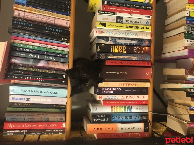 Tekir Kedi, Kedi  Gece fotoğrafı
