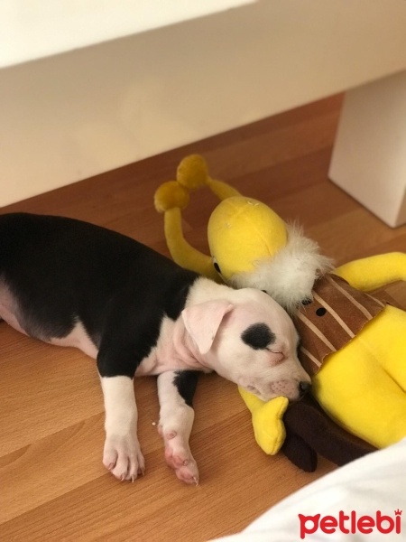 Amerikan Staffordshire Terrier, Köpek  Talya fotoğrafı