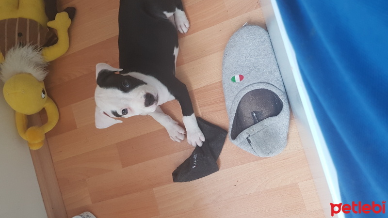 Amerikan Staffordshire Terrier, Köpek  Talya fotoğrafı