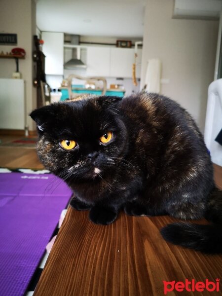 Scottish Fold, Kedi  HERA fotoğrafı