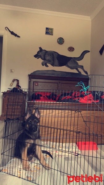 Alman Çoban Köpeği, Köpek  Mirza fotoğrafı