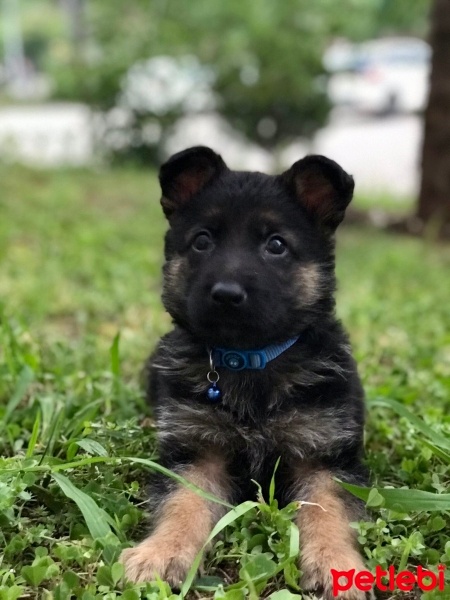 Alman Çoban Köpeği, Köpek  Mirza fotoğrafı