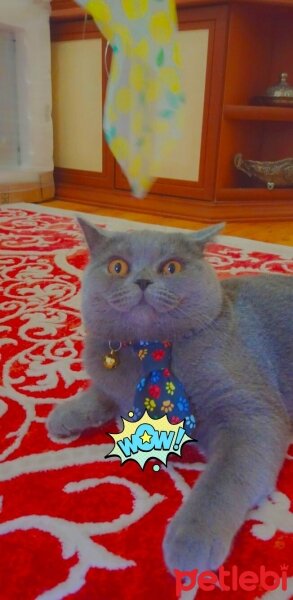 British Shorthair, Kedi  Carlos oğlumuza eş arıyoruz ? fotoğrafı