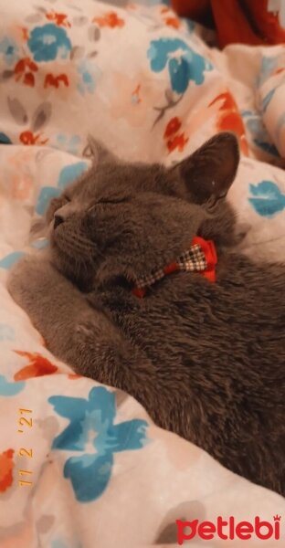 British Shorthair, Kedi  Carlos oğlumuza eş arıyoruz ? fotoğrafı