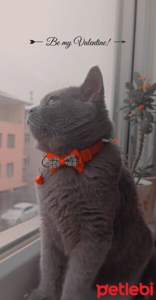 British Shorthair, Kedi  Carlos oğlumuza eş arıyoruz ? fotoğrafı