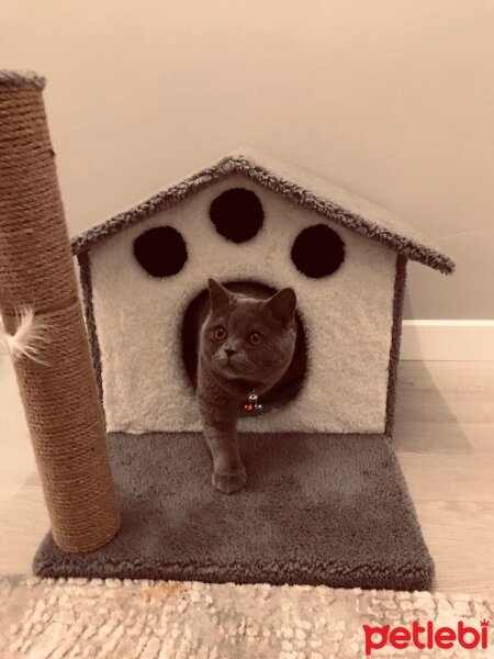 British Shorthair, Kedi  Carlos oğlumuza eş arıyoruz ? fotoğrafı