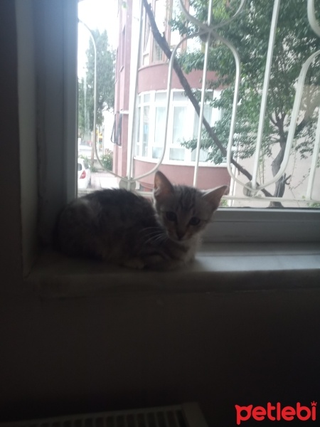Tekir Kedi, Kedi  püssük fotoğrafı
