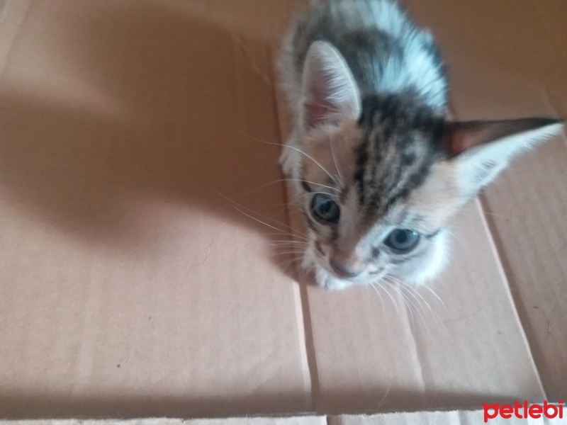 Tekir Kedi, Kedi  Boncuk fotoğrafı