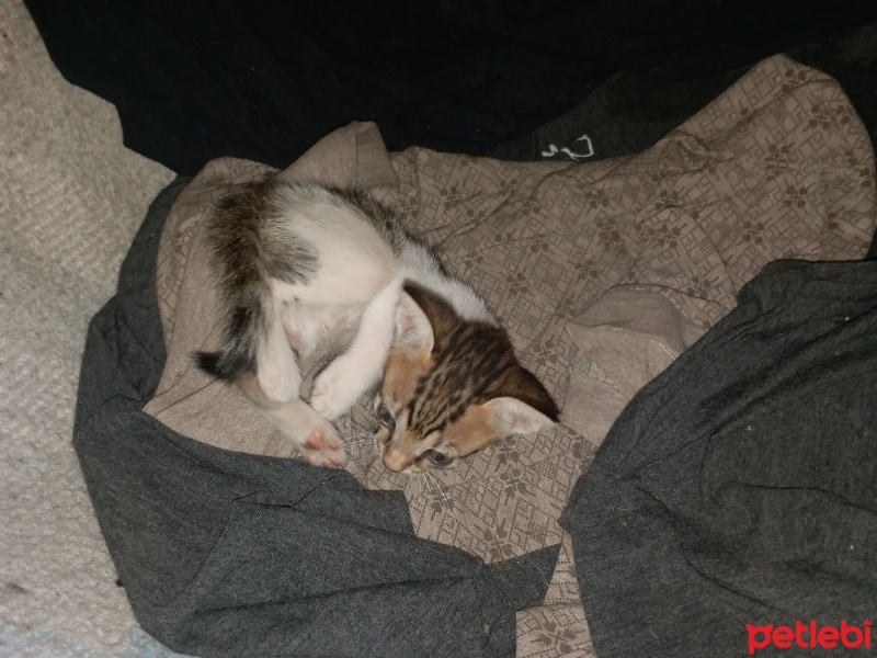 Tekir Kedi, Kedi  Boncuk fotoğrafı