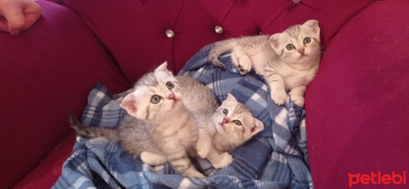 Scottish Fold, Kedi  Minisler fotoğrafı