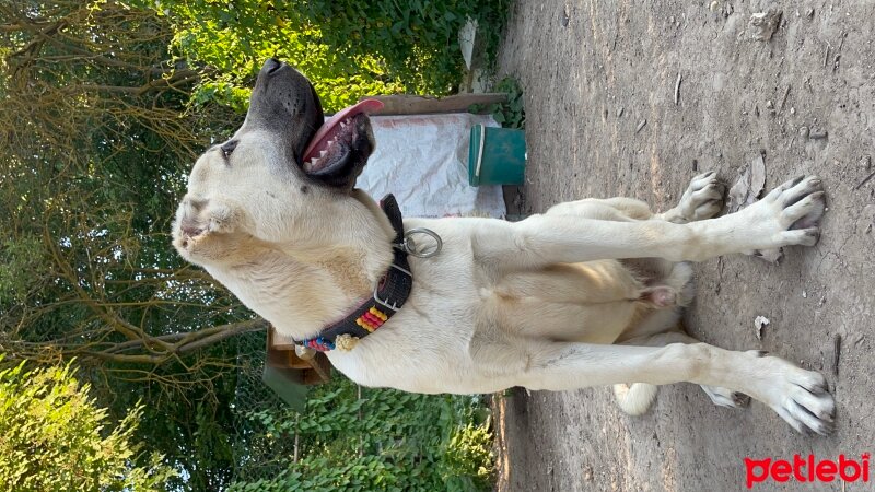 Aksaray Malaklısı, Köpek  Ayaz fotoğrafı