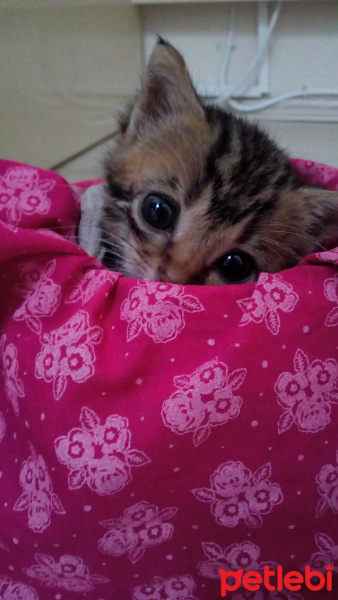 Tekir Kedi, Kedi  Böğürtlen fotoğrafı