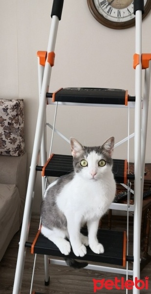 Tekir Kedi, Kedi  PAŞA fotoğrafı