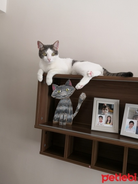 Tekir Kedi, Kedi  PAŞA fotoğrafı