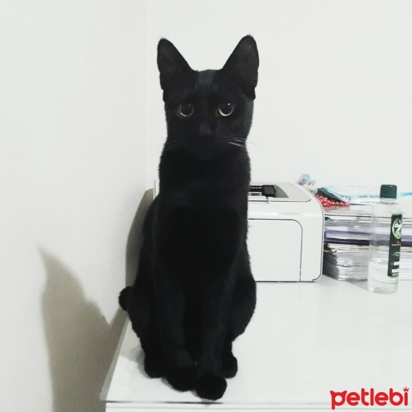 Tekir Kedi, Kedi  Efsun fotoğrafı