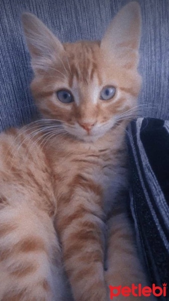 Tekir Kedi, Kedi  Şanslı fotoğrafı