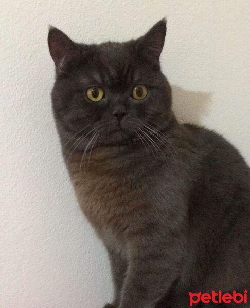 British Shorthair, Kedi  Duman fotoğrafı