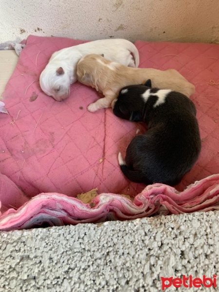 Chihuahua, Köpek  Çeku fotoğrafı