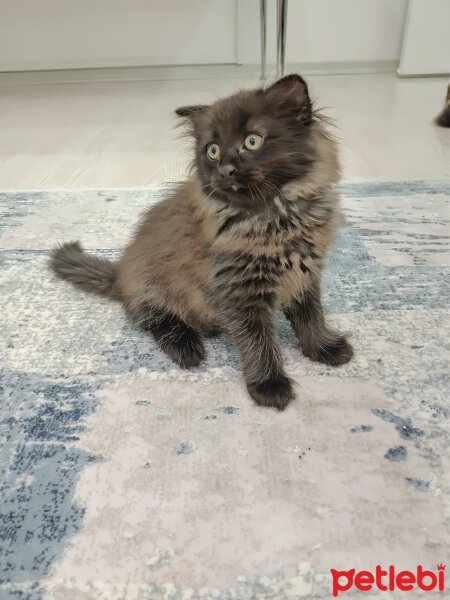 Scottish Fold, Kedi  Narin fotoğrafı