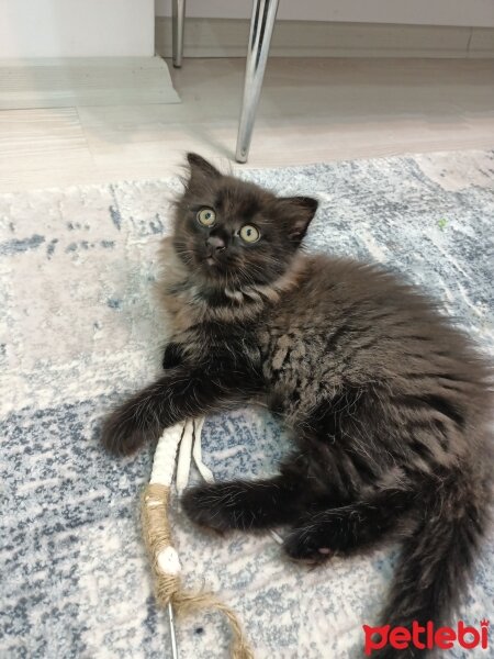 Scottish Fold, Kedi  Narin fotoğrafı