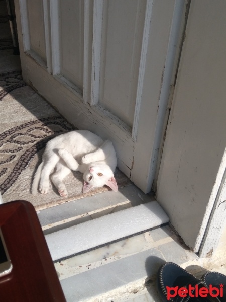 Tekir Kedi, Kedi  Mia fotoğrafı