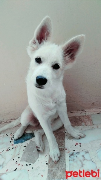 Tekir Kedi, Kedi  Mia fotoğrafı