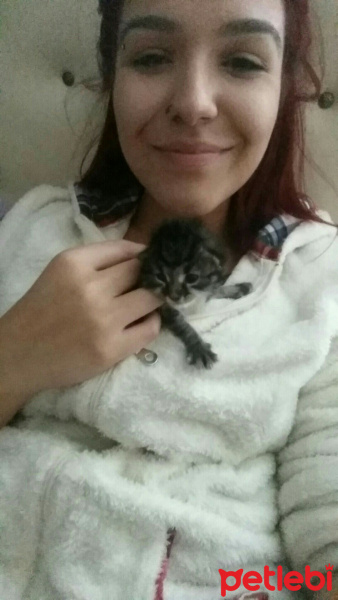 Tekir Kedi, Kedi  Pera fotoğrafı