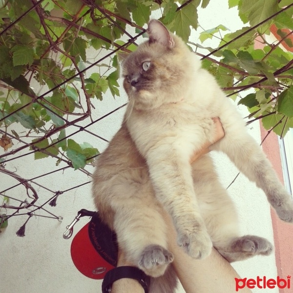 Himalayan, Kedi  Lokum fotoğrafı