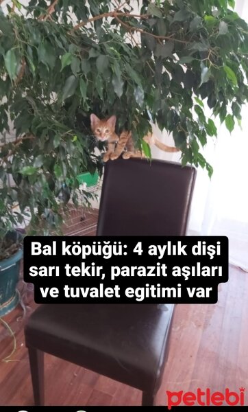 Tekir Kedi, Kedi  sarıkız fotoğrafı