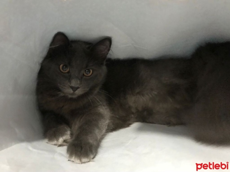British Shorthair, Kedi  Gölge fotoğrafı