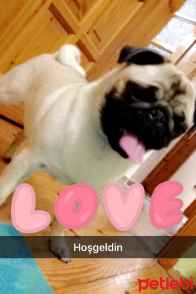Pug, Köpek  Maya fotoğrafı