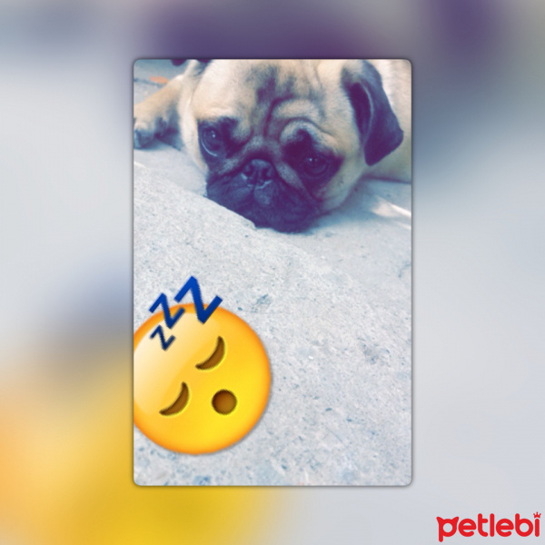 Pug, Köpek  Maya fotoğrafı