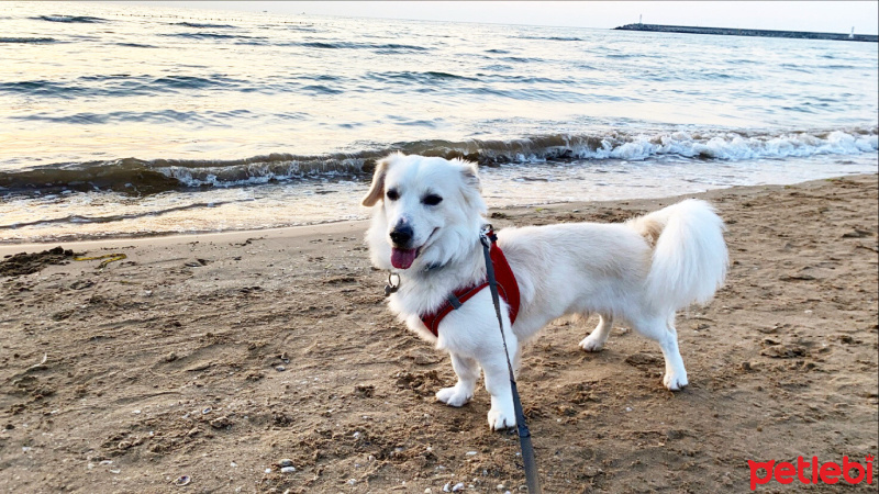 Jack Russell Terrier, Köpek  Bambam fotoğrafı