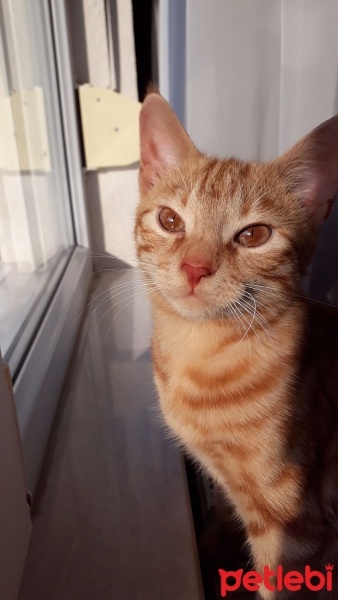 Tekir Kedi, Kedi  Karamel fotoğrafı