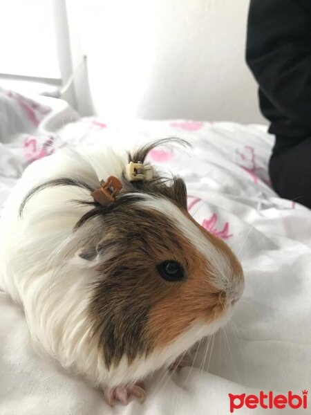 Guinea Pig, Kemirgen  Pişmaniye fotoğrafı