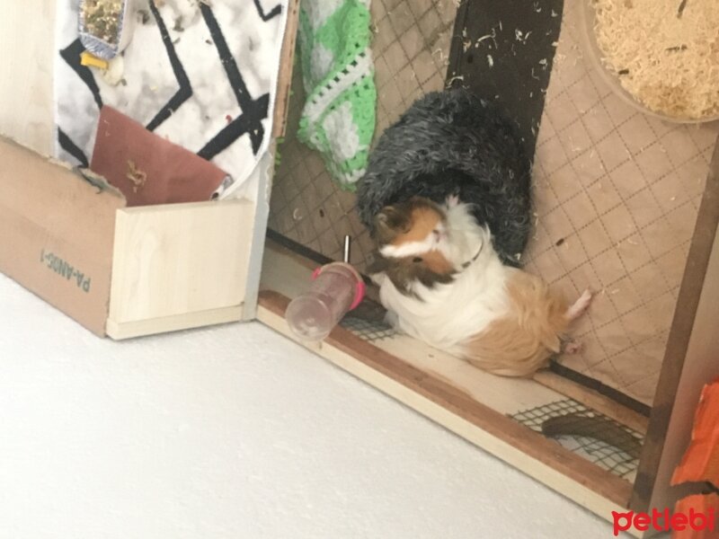 Guinea Pig, Kemirgen  Pişmaniye fotoğrafı