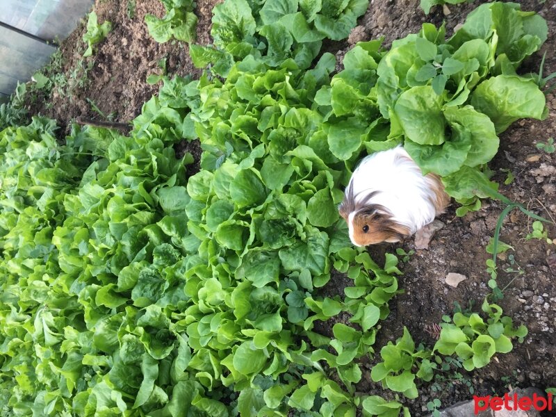 Guinea Pig, Kemirgen  Pişmaniye fotoğrafı