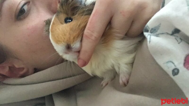 Guinea Pig, Kemirgen  Pişmaniye fotoğrafı