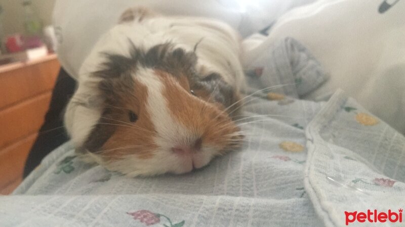 Guinea Pig, Kemirgen  Pişmaniye fotoğrafı