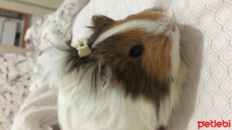 Guinea Pig, Kemirgen  Pişmaniye fotoğrafı