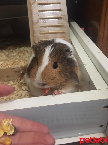 Guinea Pig, Kemirgen  Pişmaniye fotoğrafı