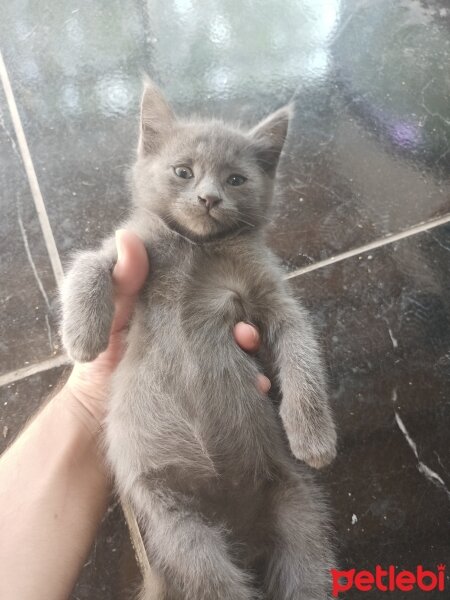 British Shorthair, Kedi  Duman fotoğrafı