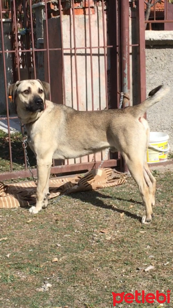Kangal, Köpek  Haydut fotoğrafı