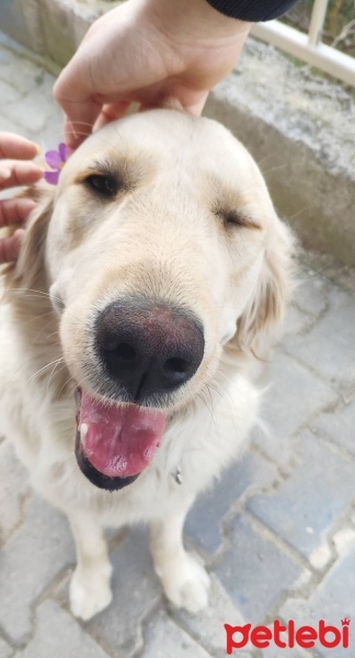 Golden Retriever, Köpek  Linda fotoğrafı