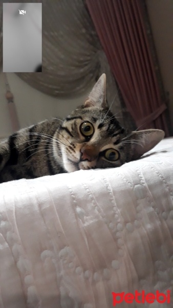 Tekir Kedi, Kedi  puffy fotoğrafı