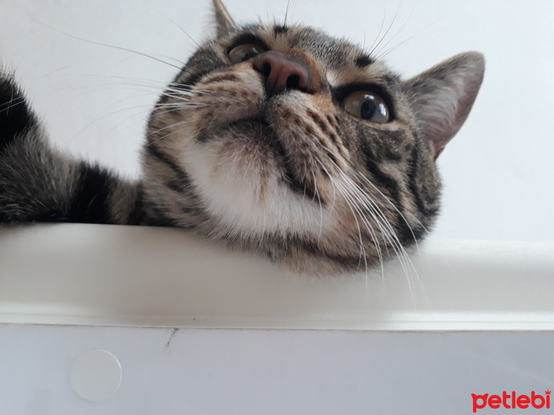 Tekir Kedi, Kedi  puffy fotoğrafı