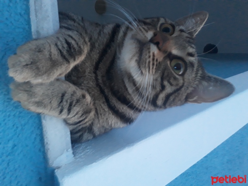 Tekir Kedi, Kedi  puffy fotoğrafı